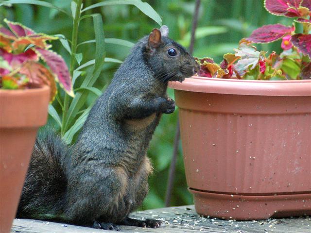 Black squirrel