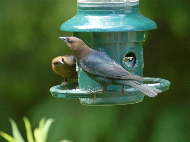 Brown-headed cowbird