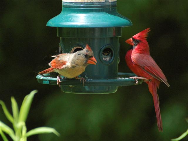Male and female cardinals