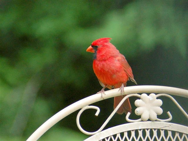 Male cardinal on seat