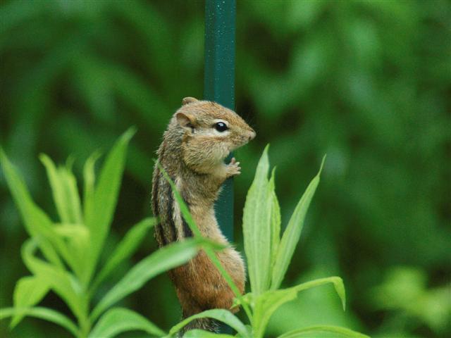 Chipmunk