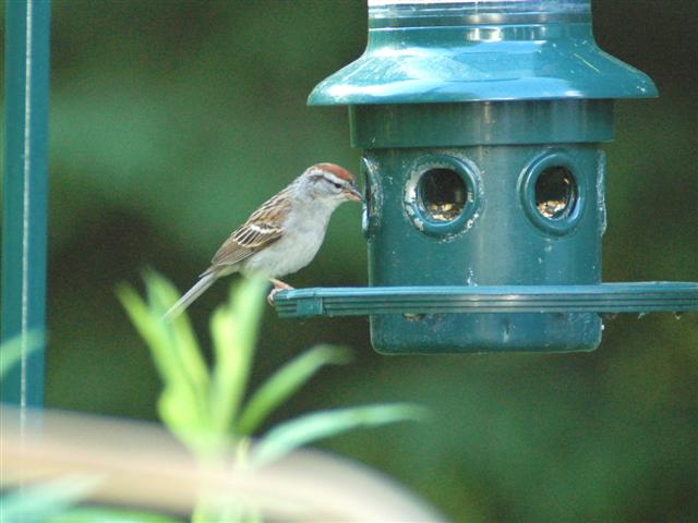 Chipping sparrow