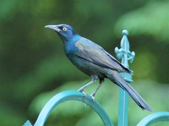 Common grackle