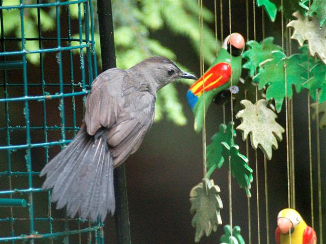 Gray catbird