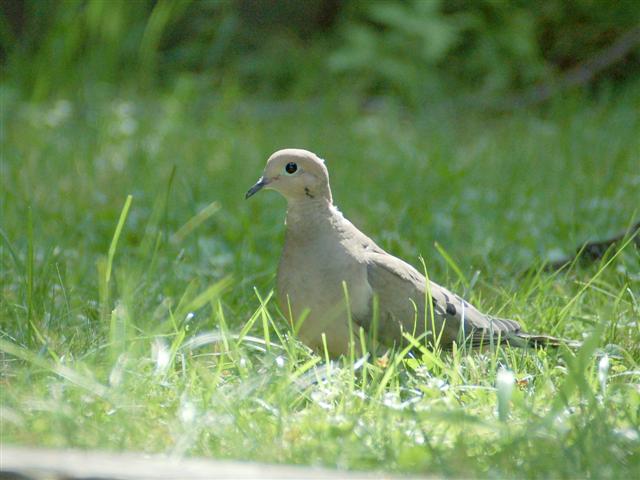 Mourning dove