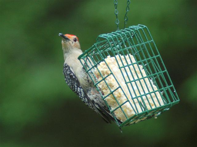 Woodpecker