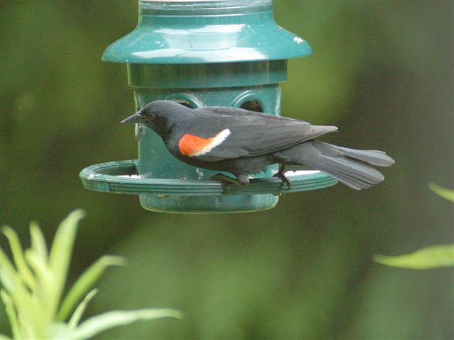 Male red-winged blackbird