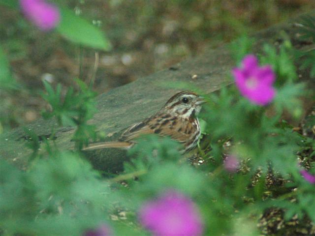 Song sparrow