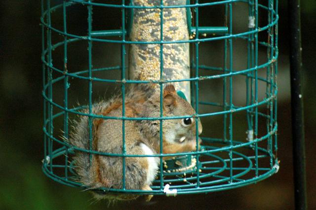 Squirrel-proof bird feeder