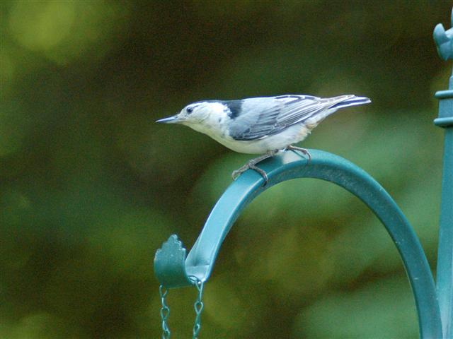 Nuthatch