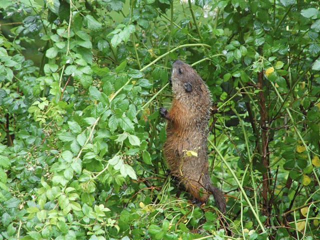 Woodchuck