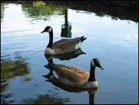 A couple geese enjoying a swim in Look Park's Willow Lake